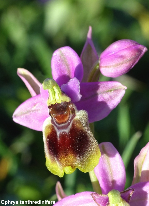 Andalusia: le orchidee e Grandi Pietre  marzo-aprile 2023.